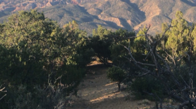 Mountain & Brush Landscape