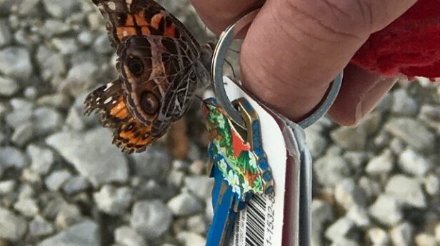 Butterfly on Keys