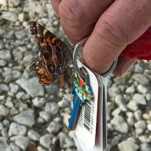 Butterfly on Keys